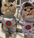 Costume d'Astronaute pour Chat - Déguisement Halloween Argenté